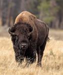 Bull Bison