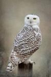 Snowy Owl