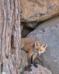 Red Fox Kit