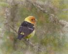 Western Tanager