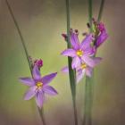 Blue-Eyed Grass Ochoco