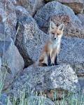 Red Fox Kit II