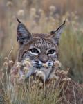 Bobcat