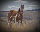 Sequoyah Colt