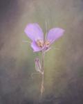 Sagebrush Mariposa Lily