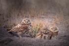 Burrowing Owl