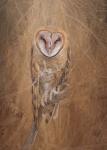 Barn Owl