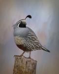 California Quail II