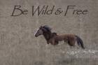 Be Wild & Free