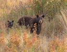 Black Bear Sow and Cub