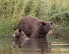 Black Bear Sow and Cub II