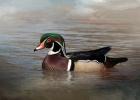 Wood Duck