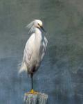 Snow Egret