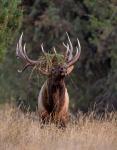 Bull Elk in Montana III