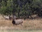 Bull Elk in Montana V