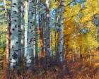 Autumn Aspens