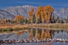 Teton Autumn