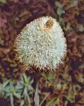 Gemstone Bear Grass