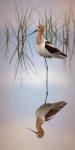 American Avocet