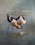 American Avocet II