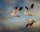 Snow Geese