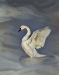 Tundra Swan