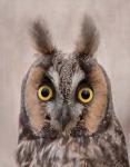 Long-Eared Owl