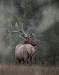 Bull Elk II