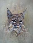 Bobcat