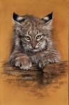 Bobcat