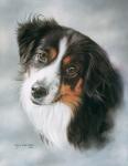 Australian Shepherd