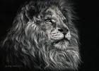 African Lion