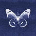 White Butterfly I
