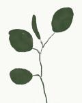 Green Eucalyptus II