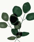 Green Eucalyptus III