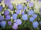 Purple and Blue Hydrangeas