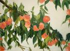 Peach Tree