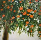 Orange Tree