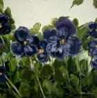 Pansies III