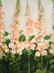 Peach Foxglove