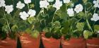 Pots of Geraniums