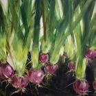 Red Onions