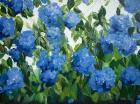 Blue Hydrangeas