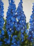 Delphiniums