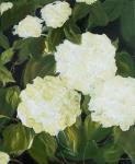 White Hydrangeas