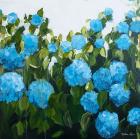 Blue Hydrangeas II