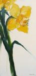 Daffodil II