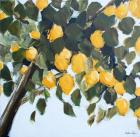 Lemon Tree