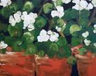 White Geraniums