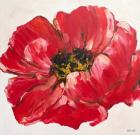 Red Poppy